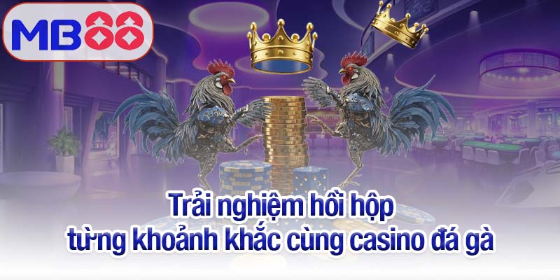 Casino đá gà Mb88 - Nơi thưởng thức những trận chiến kịch tính 3 Trải nghiệm hồi hộp từng khoảnh khắc cùng casino đá gà