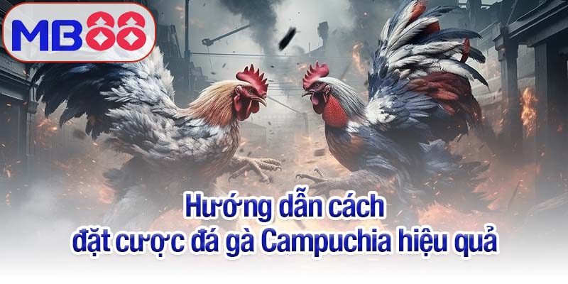 Đá gà Campuchia - Sự hòa trộn giữa máu lửa, chiến thuật và vận may 4 Hướng dẫn cách đặt cược đá gà Campuchia hiệu quả