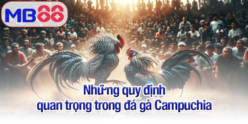 Đá gà Campuchia - Sự hòa trộn giữa máu lửa, chiến thuật và vận may 3 Những quy định quan trọng trong đá gà Campuchia