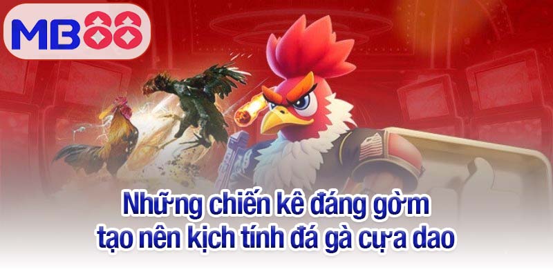 Đá gà cựa dao - Cuộc chiến kịch tính giữa trên sân MB88 huyền thoại 3 Những chiến kê đáng gờm tạo nên kịch tính đá gà cựa dao
