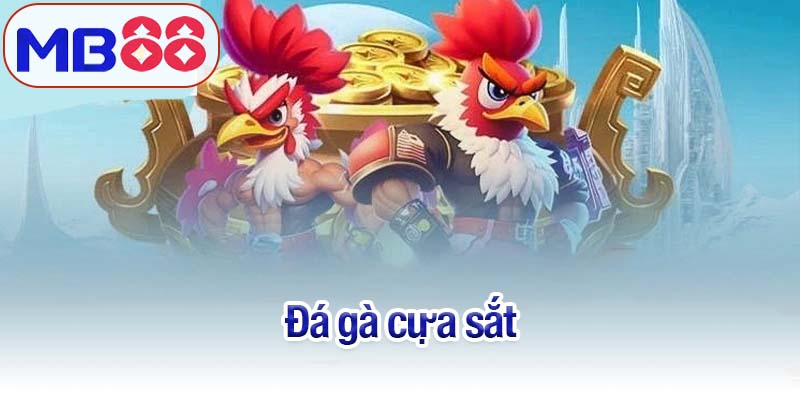 Đá gà cựa sắt
