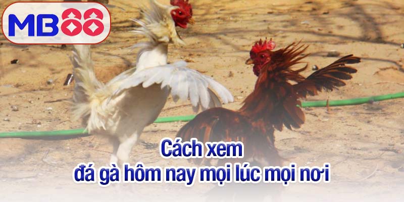 Đá gà hôm nay mới nhất cùng Mb88: Sôi động và kịch tính 4 Cách xem đá gà hôm nay mọi lúc mọi nơi