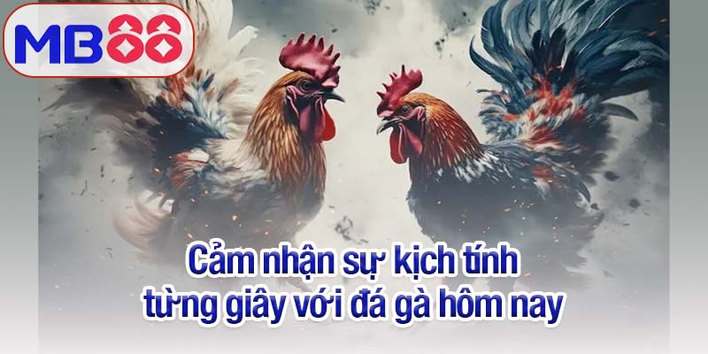 Đá gà hôm nay mới nhất cùng Mb88: Sôi động và kịch tính 2 Cảm nhận sự kịch tính từng giây với đá gà hôm nay