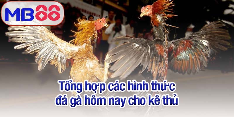 Đá gà hôm nay mới nhất cùng Mb88: Sôi động và kịch tính 3 Tổng hợp các hình thức đá gà hôm nay kê thủ