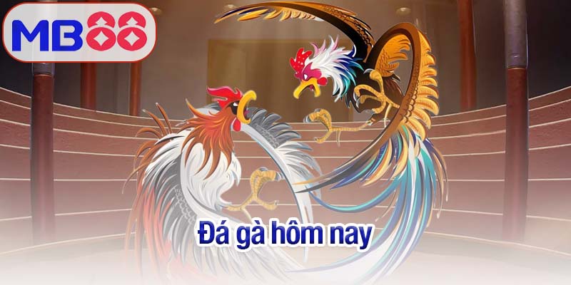 Đá gà hôm nay