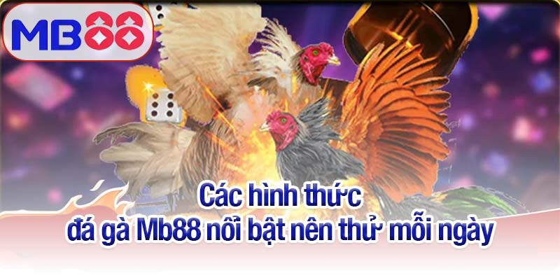Đá gà Mb88 - Trải nghiệm những trận chiến kịch tính từng giây 3 Các hình thức đá gà Mb88 nổi bật nên thử mỗi ngày