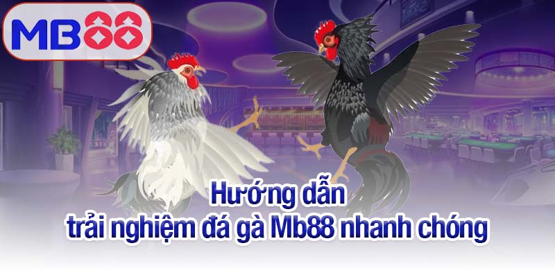 Đá gà Mb88 - Trải nghiệm những trận chiến kịch tính từng giây 4 Hướng dẫn trải nghiệm đá gà Mb88 nhanh chóng