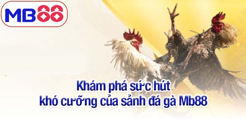 Đá gà Mb88 - Trải nghiệm những trận chiến kịch tính từng giây 2 Khám phá sức hút khó cưỡng của sảnh đá gà Mb88