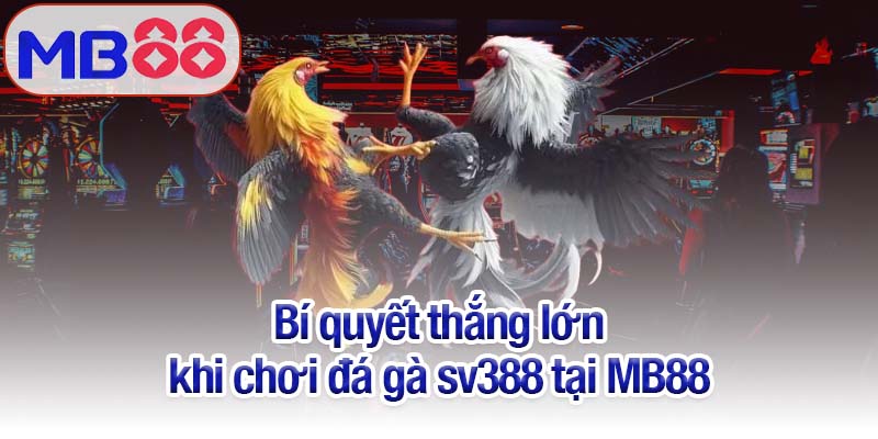 Đá gà sv388 tại MB88 - Trận đấu hấp dẫn, kịch tính từng giây 4 Bí quyết thắng lớn khi chơi đá gà sv388 tại MB88