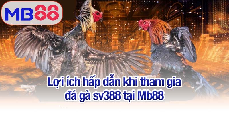 Đá gà sv388 tại MB88 - Trận đấu hấp dẫn, kịch tính từng giây 2 Lợi ích hấp dẫn khi tham gia đá gà sv388 tại Mb88