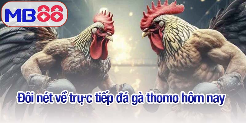 Đá gà Thomo hôm nay - Trận chiến quyết định niềm vinh quang 2 Đôi nét về trực tiếp đá gà Thomo hôm nay