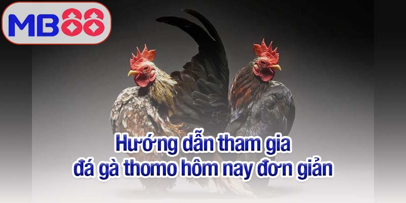 Đá gà Thomo hôm nay - Trận chiến quyết định niềm vinh quang 3 Hướng dẫn tham gia đá gà Thomo hôm nay đơn giản