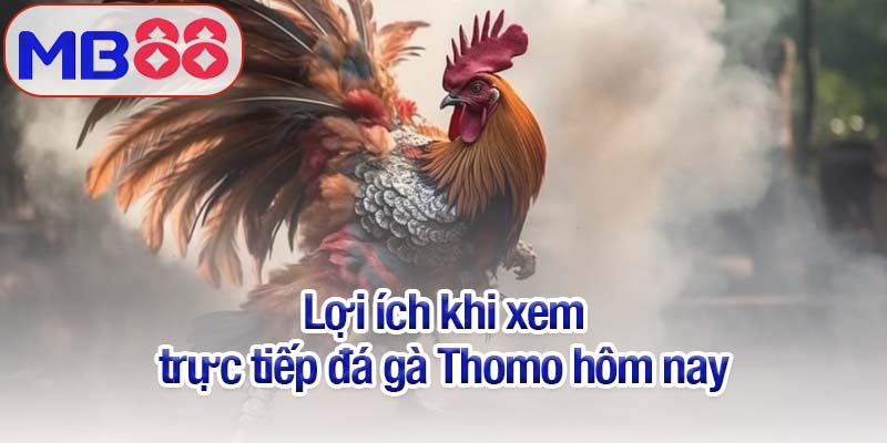 Đá gà Thomo hôm nay - Trận chiến quyết định niềm vinh quang 4 Lợi ích khi xem trực tiếp đá gà Thomo hôm nay