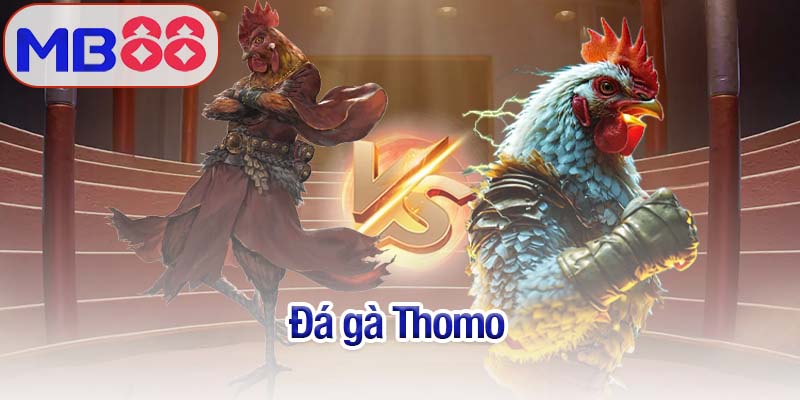 đá gà Thomo