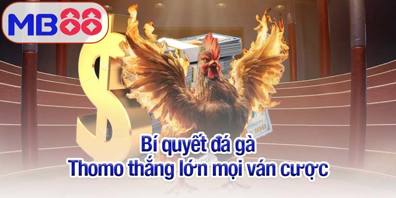 Đá gà Thomo - Trải nghiệm tại Mb88 những màn chiến đỉnh cao 4 Bí quyết đá gà Thomo thắng lớn mọi ván cược