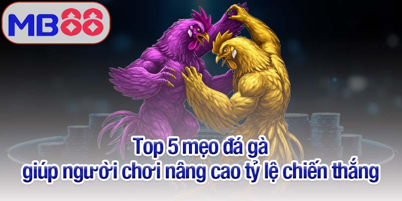 Mẹo đá gà Mb88 - Nâng cao cơ hội thắng từ người chơi chuyên nghiệp 3 Top 5 mẹo đá gà giúp người chơi nâng cao tỷ lệ chiến thắng