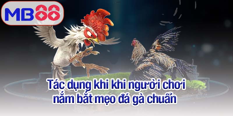Mẹo đá gà Mb88 - Nâng cao cơ hội thắng từ người chơi chuyên nghiệp 2 Tác dụng khi người chơi nắm bắt mẹo đá gà chuẩn