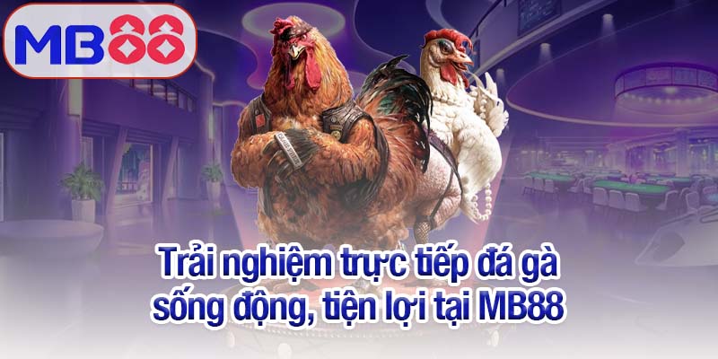 Trực tiếp đá gà Mb88 - Trải nghiệm thực tế sống động 2 Trải nghiệm trực tiếp đá gà sống động, tiện lợi tại MB88