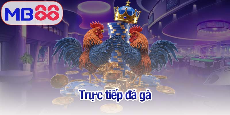 Trực tiếp đá gà